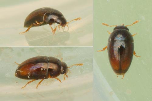 Olibrus sp.